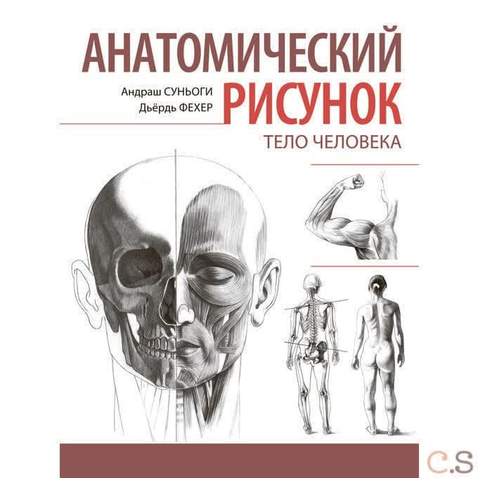 Анатомический рисунок. Тело человека