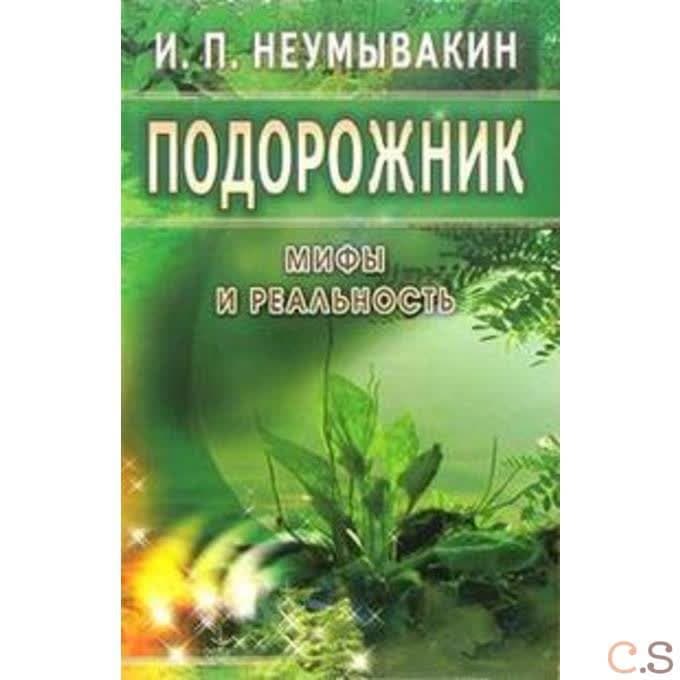 Подорожник: мифы и реальность