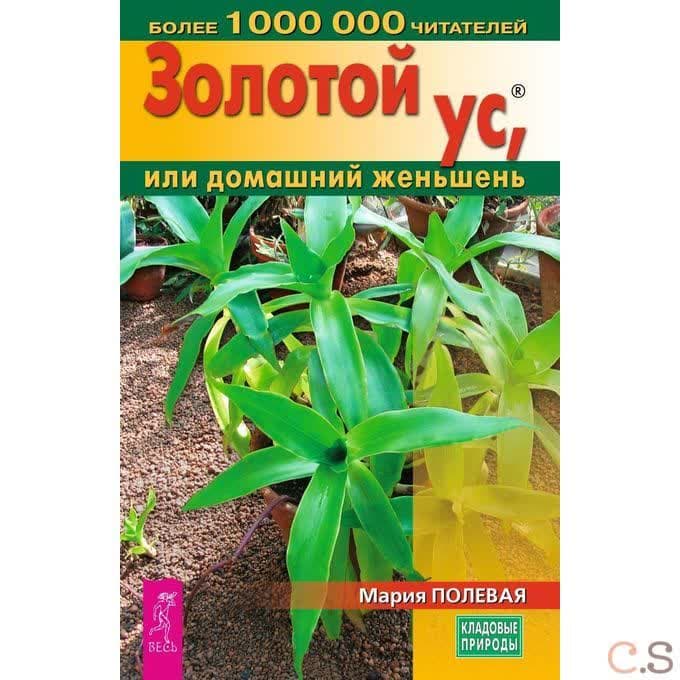 Золотой ус, или Домашний женьшень